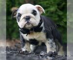 Small #2 Bulldog