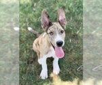 Small #6 Retriever  Mix