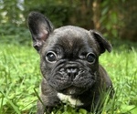 Puppy 3 French Bulldog