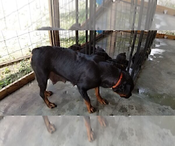 Medium Photo #9 Rottweiler Puppy For Sale in RIEGELWOOD, NC, USA