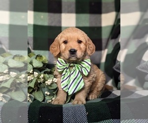 Golden Retriever Puppy for sale in OXFORD, PA, USA