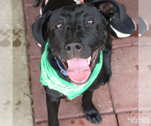 Medium Photo #10 Labrador Retriever-Unknown Mix Puppy For Sale in Washington, DC, USA