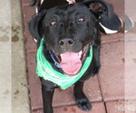 Small #9 Labrador Retriever Mix