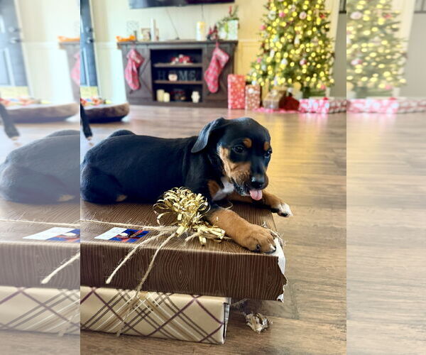 Medium Photo #6 Mutt Puppy For Sale in Holly Springs, NC, USA