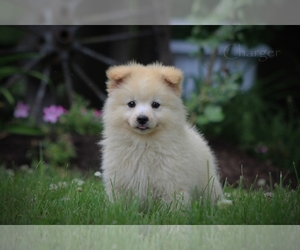 Pomimo Puppy for sale in BLUFORD, IL, USA