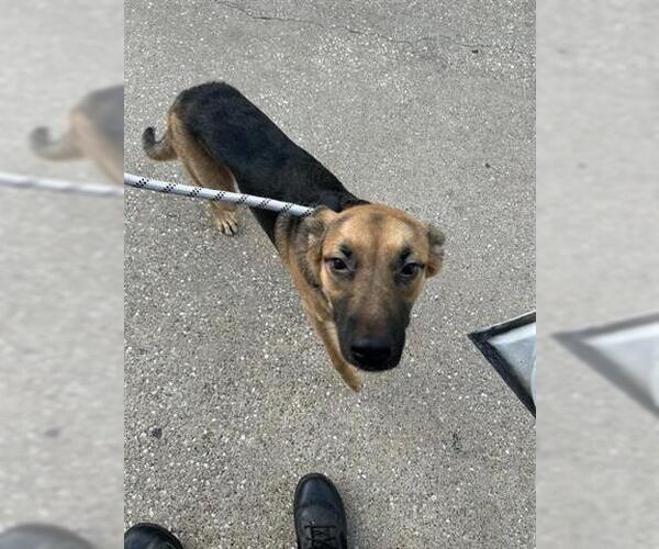 Medium Photo #1 German Shepherd Dog-Unknown Mix Puppy For Sale in Houston, TX, USA