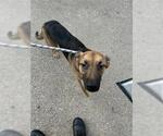 Small German Shepherd Dog Mix