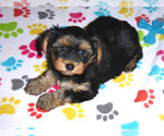 Small Photo #9 Yorkshire Terrier Puppy For Sale in ORO VALLEY, AZ, USA