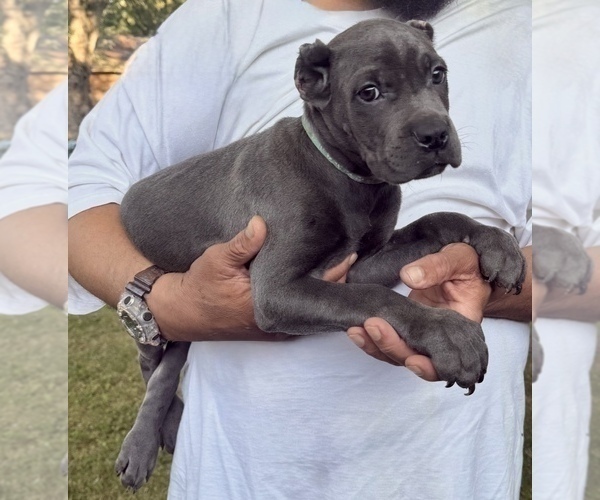 Medium Photo #16 Cane Corso Puppy For Sale in ANDERSON, IN, USA