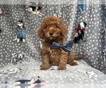 Small #8 Cavapoo