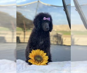 Poodle (Standard) Puppy for sale in PORTERVILLE, CA, USA