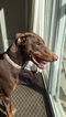 Small Photo #1 Doberman Pinscher Puppy For Sale in DENVER, CO, USA