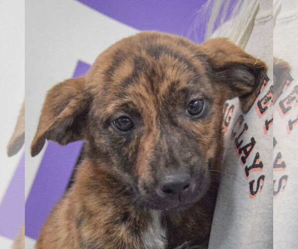 Medium Photo #2 Catahoula Leopard Dog-Labrador Retriever Mix Puppy For Sale in Huntley, IL, USA