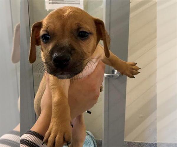 Medium Photo #1 Plott Hound-Unknown Mix Puppy For Sale in Houston, TX, USA