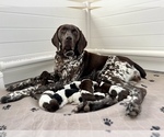 Small Photo #2 German Shorthaired Pointer Puppy For Sale in LEWELLEN, NE, USA