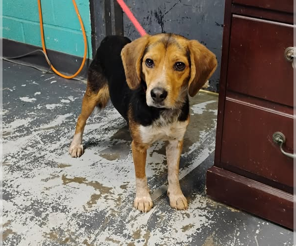 Medium Photo #1 Beagle Puppy For Sale in Minneapolis, MN, USA