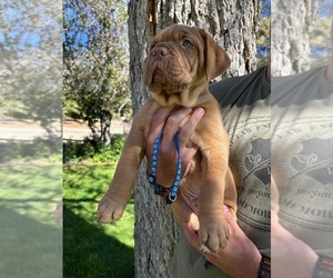 Dogue de Bordeaux Puppy for Sale in FRAZIER PARK, California USA