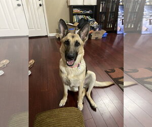 German Shepherd Dog Dogs for adoption in Horn Lake, MS, USA
