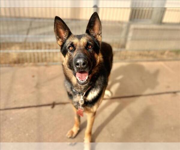 Medium Photo #1 German Shepherd Dog Puppy For Sale in Martinez, CA, USA