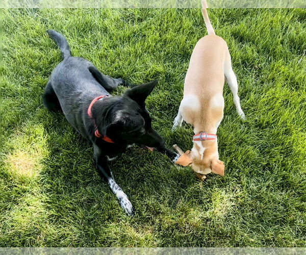 Medium Photo #10 Chihuahua-Unknown Mix Puppy For Sale in Sandy, UT, USA