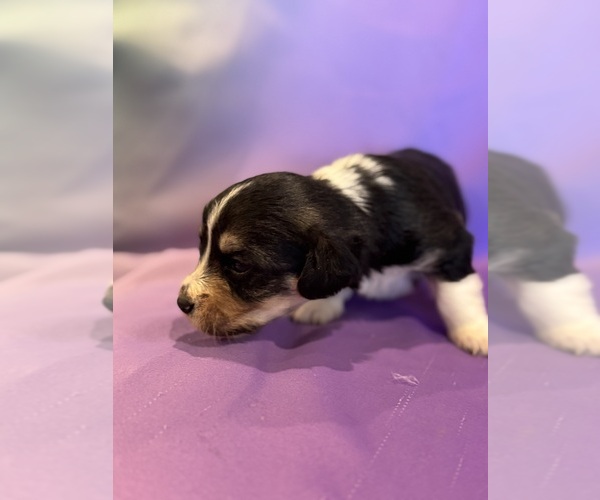 Medium Photo #8 Corgipoo Puppy For Sale in LONGMONT, CO, USA