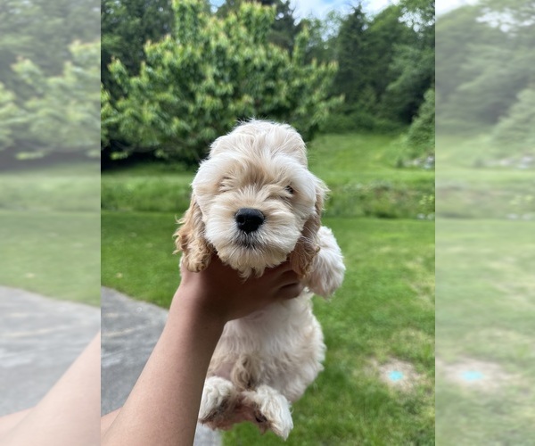 Medium Photo #2 Cockapoo (Miniature) Puppy For Sale in BUCKLEY, WA, USA
