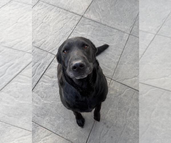 Medium Photo #2 Labrador Retriever-Unknown Mix Puppy For Sale in Incline Village, NV, USA