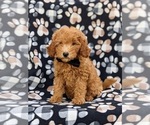 Small Photo #2 Goldendoodle (Miniature) Puppy For Sale in AIRVILLE, PA, USA