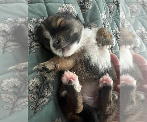 Medium Photo #7 Mutt Puppy For Sale in Oak Bluffs, MA, USA