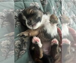 Small #6 Mutt