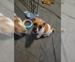 Small #8 Russell Terrier