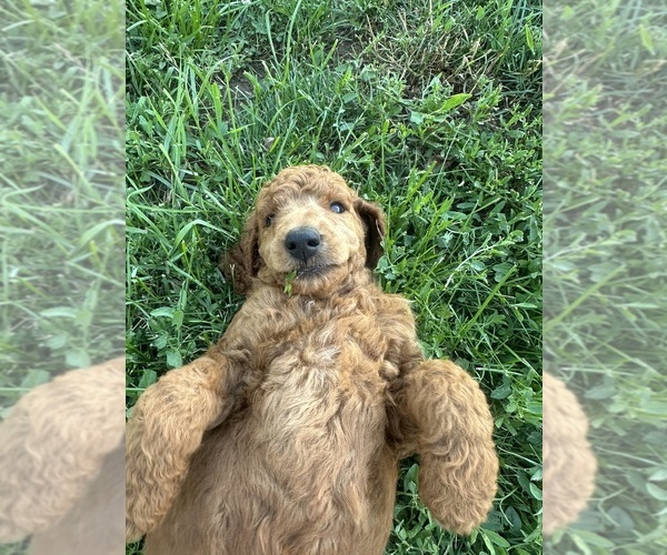 Medium Photo #6 Poodle (Standard) Puppy For Sale in ELKHORN, WI, USA