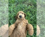 Small #5 Poodle (Standard)