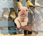 Image preview for Ad Listing. Nickname: Litter of 6