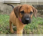 Small #13 Redbone Coonhound