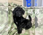 Small Photo #6 Bernedoodle Puppy For Sale in ROANOKE, IL, USA