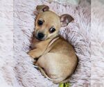 Small #3 Chihuahua
