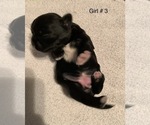 Small Photo #15 Shih Tzu Puppy For Sale in LONGWOOD, FL, USA