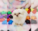 Puppy Orchids 3 F Shih Tzu