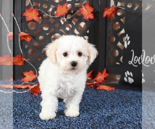 Medium Photo #1 Bichpoo Puppy For Sale in MOUNT VERNON, OH, USA