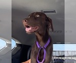 Small #2 Labrador Retriever
