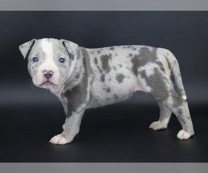American Bully Puppy for sale in CHAMPAIGN, IL, USA