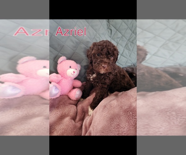 Medium Photo #1 Lagotto Romagnolo Puppy For Sale in WEBBERVILLE, TX, USA