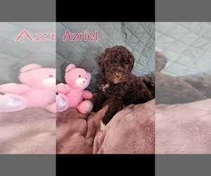 Lagotto Romagnolo Puppy for sale in WEBBERVILLE, TX, USA