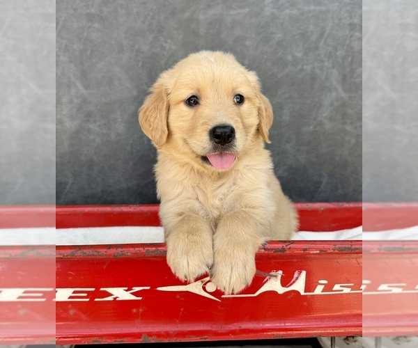 Medium Photo #7 Golden Retriever Puppy For Sale in OCALA, FL, USA