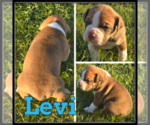 Small #3 Olde English Bulldogge