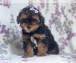 Small Photo #10 Poovanese Puppy For Sale in LAKELAND, FL, USA