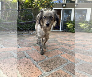 Birdie and Minnie BONDED PAIR BLIND DOGS - Female Chi-Poo (Toy) Dog for Adoption - Photo #4