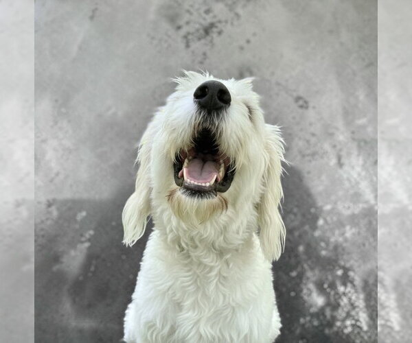 Medium Photo #2 Great Pyrenees-Old English Sheepdog Mix Puppy For Sale in MIDWAY, UT, USA