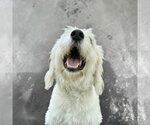 Small #1 Great Pyrenees-Old English Sheepdog Mix